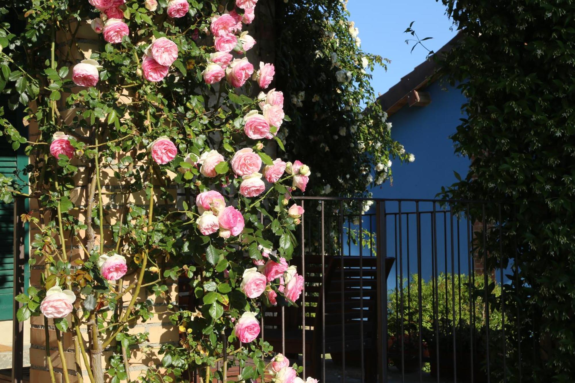 Casa Maria Vila Magliano in Toscana Exterior foto